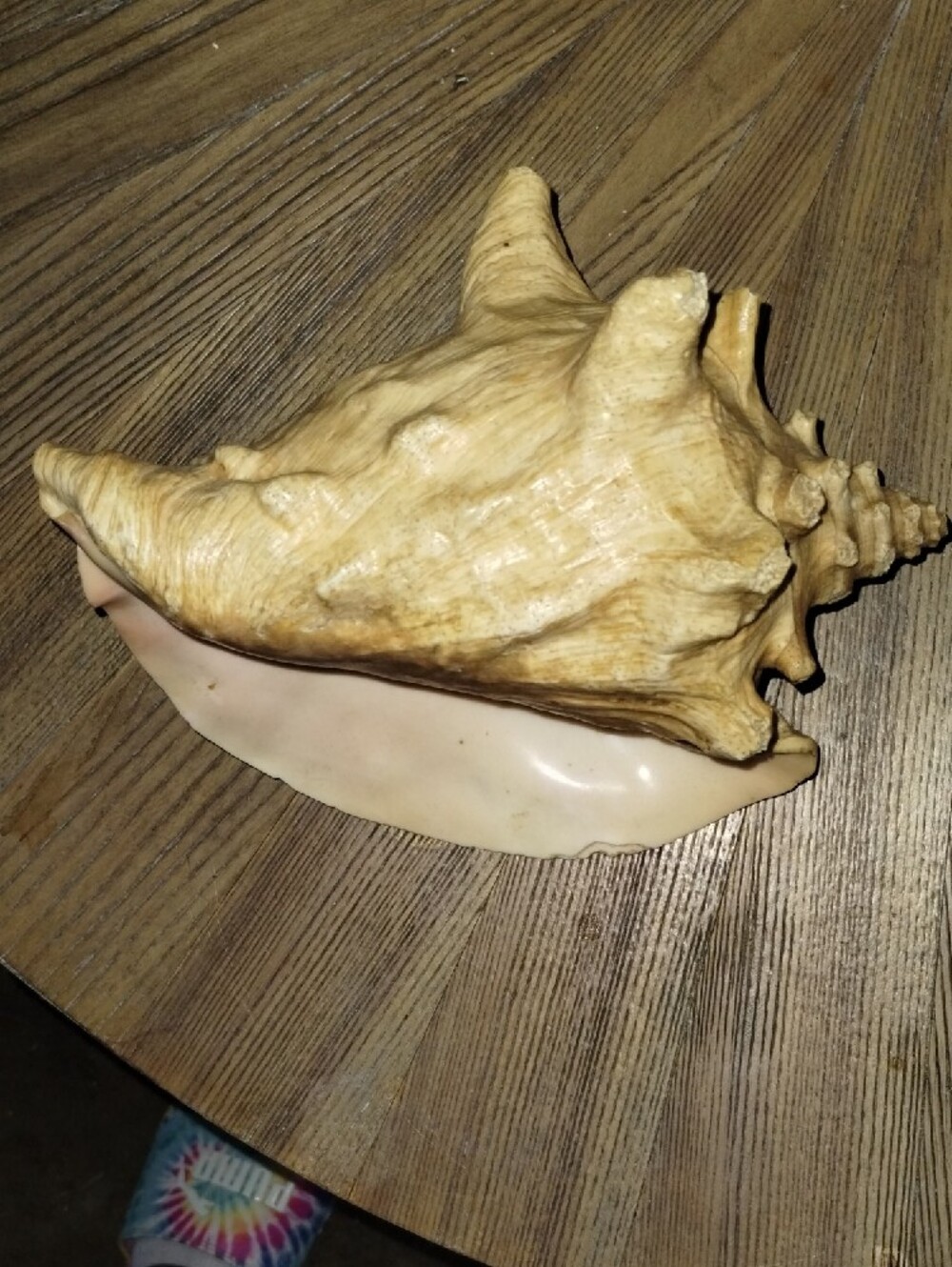 Real Sea Shell.. Large In Size - Picture 3 of 5